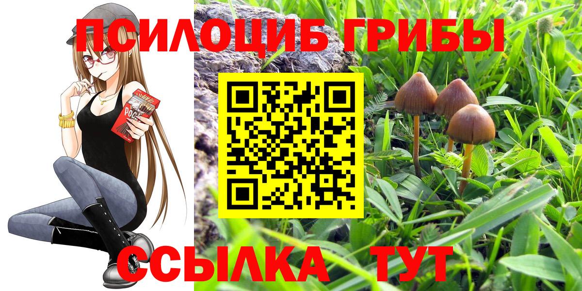 Михайловск  Псилоцибиновые грибы Psilocybine cubensis  Вход с VPN 